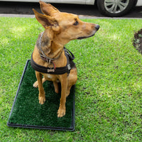 Thumbnail for Tapete Entrenador para Perro con Repuesto
