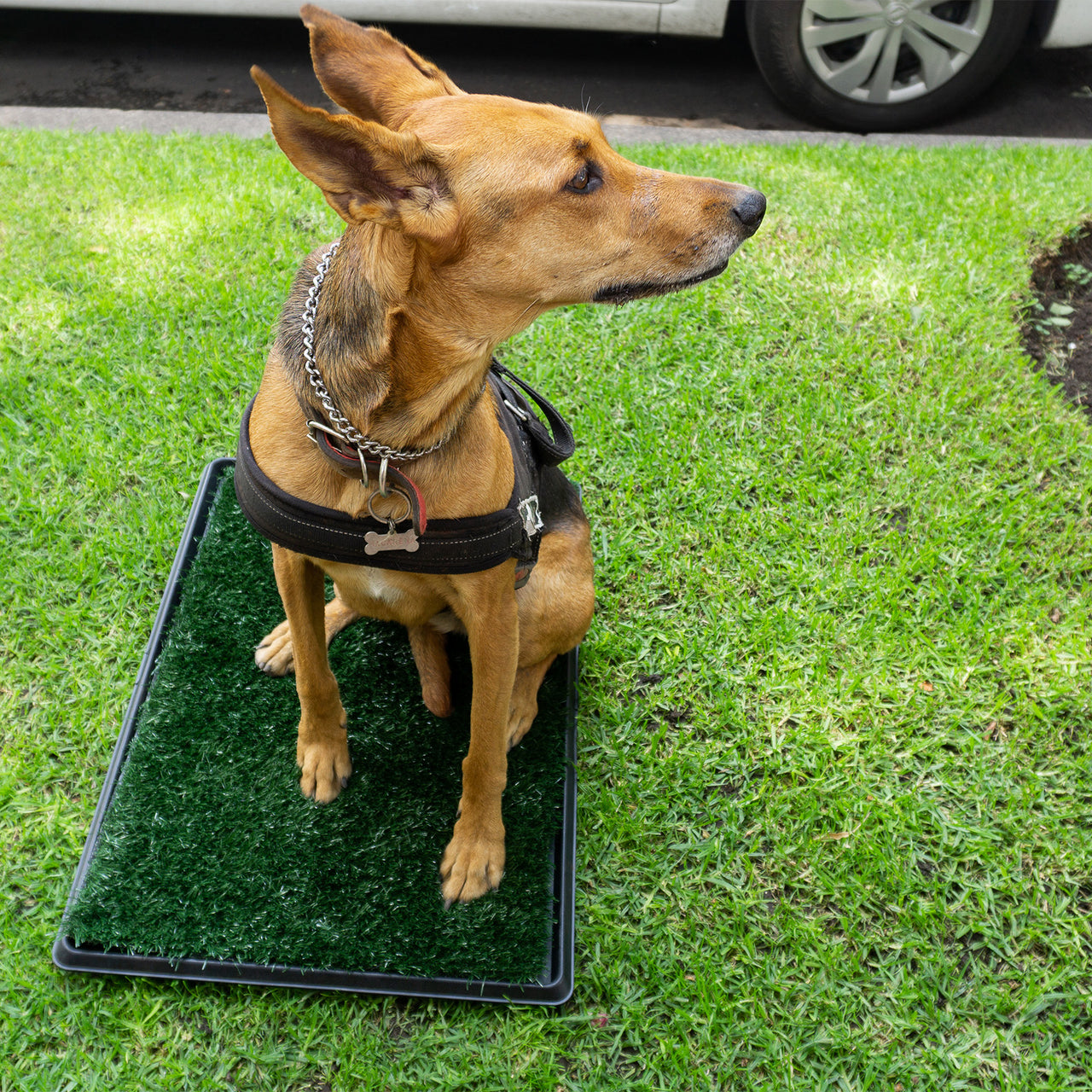Grass pee pad petco top