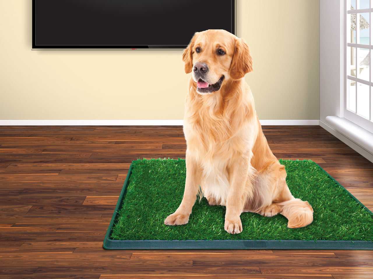 Tapete Entrenador Grande Green Carpert