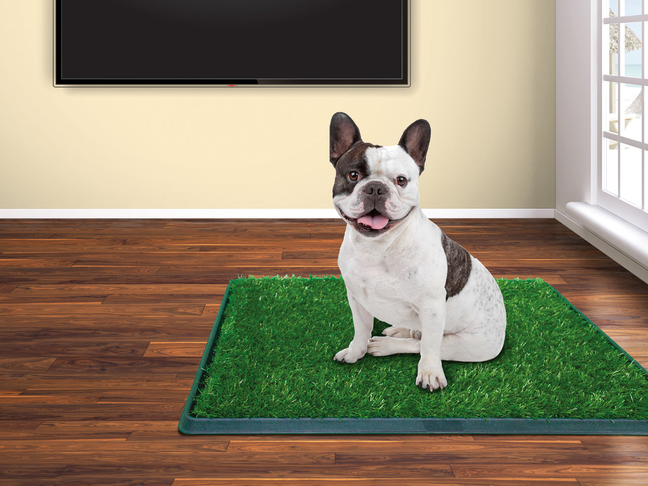 Repuesto Tapete Mediano Green Carpet 50x63cm